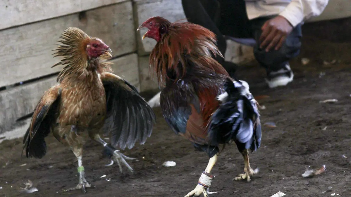 pelea de gallos